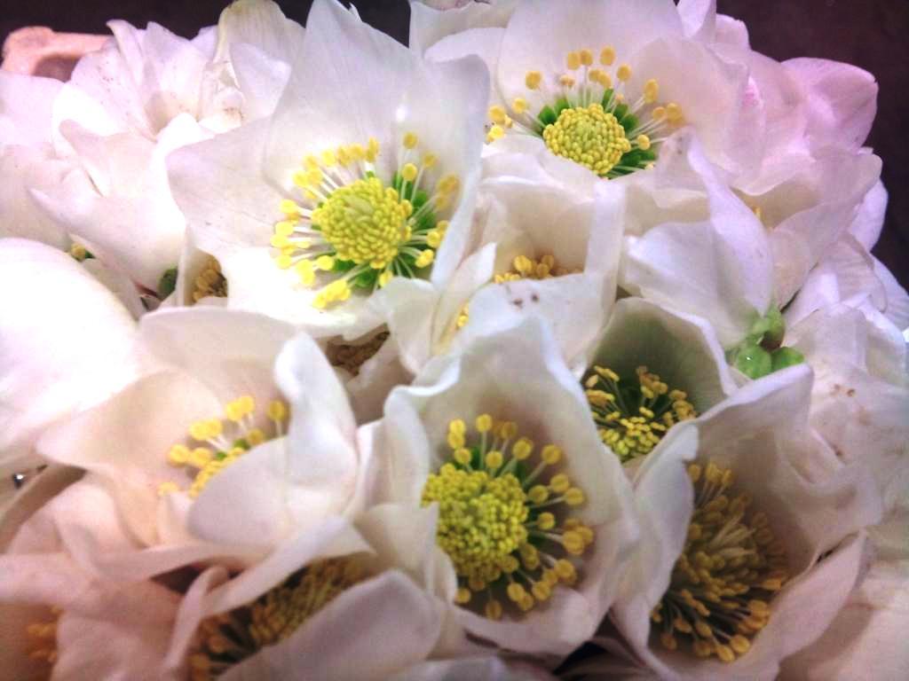 white-hellebore.jpg?mtime=20171003153531#asset:12615
