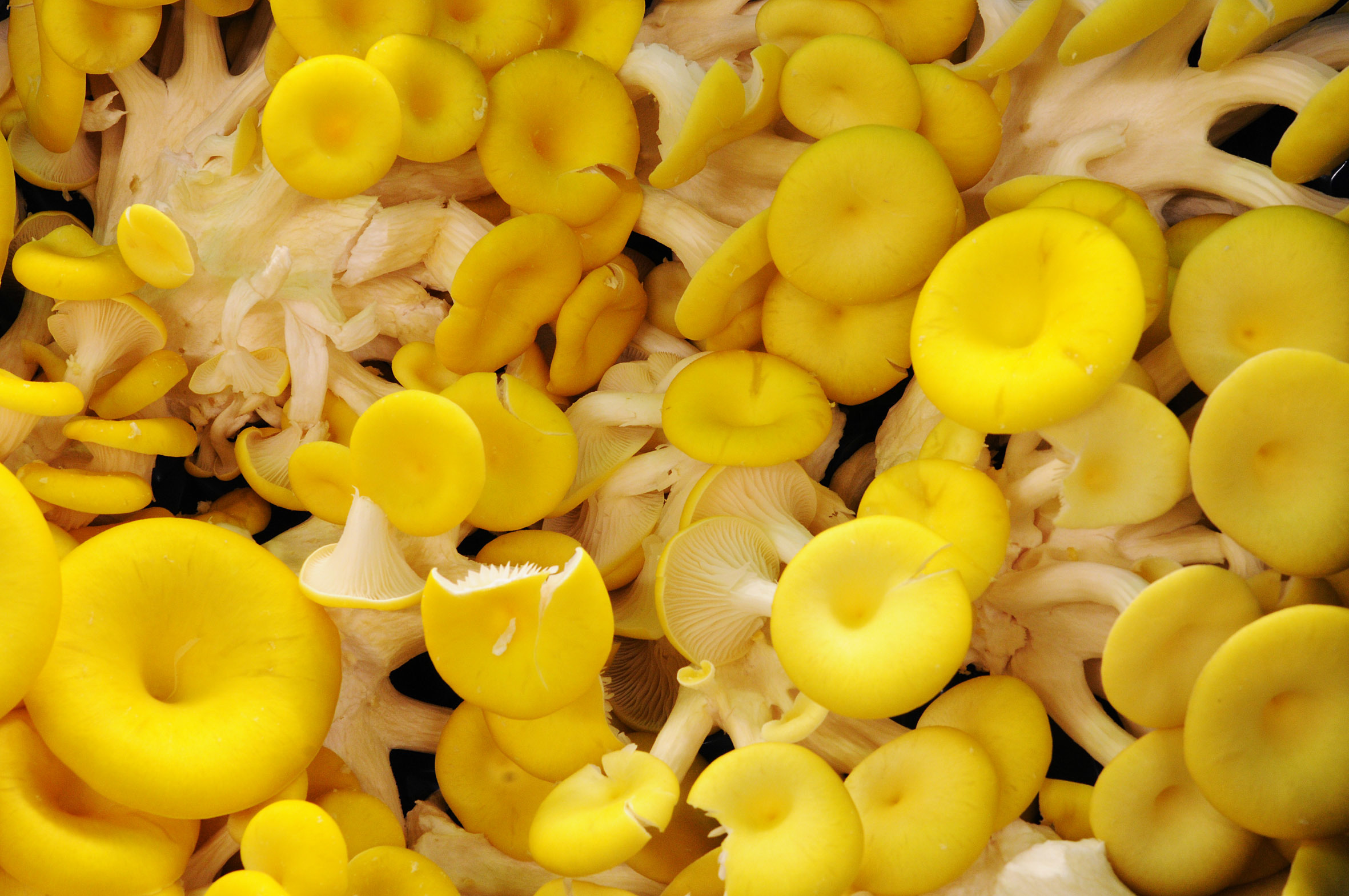 yellow-oyster-mushroom.jpg?mtime=20170922141259#asset:11493