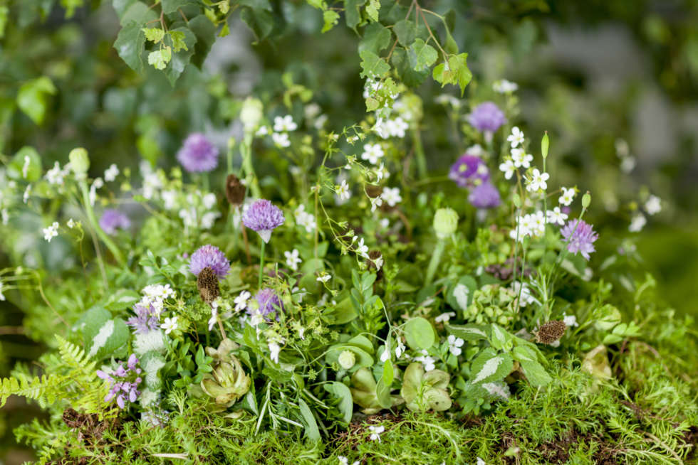 It's British Flowers Week