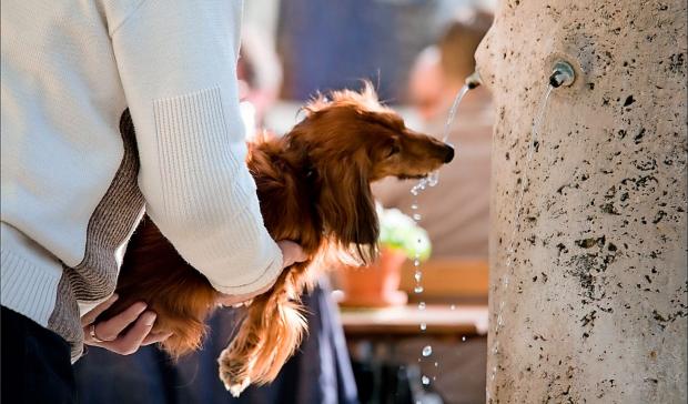 Hunde Dojer Med Varmen Flere Ma Indlaegges Skive Folkeblad