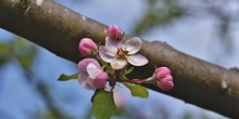 Apple-blossoms-ga7b3c08be_640_normal
