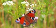 Peacock-butterfly-gbd6c3b5f1_640_normal