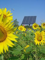 Zon_paneel_en_bloeml_medium