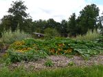Vindertuin_weelde_aug_2014_medium