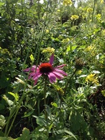 Echinacea_medium
