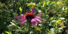 Echinacea_normal