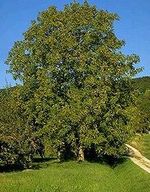 Walnootboom1_medium