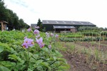 Dorpstuin_diphoorn_lente_medium