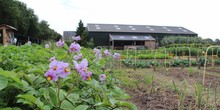 Dorpstuin_diphoorn_lente_normal
