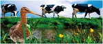 Weidevogelbeheer_marken_medium