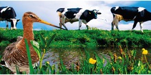 Weidevogelbeheer_marken_normal