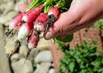 Nieuwleusen_sociale_groentetuin_medium