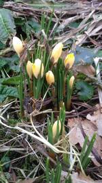 Hurdegaryp_februari2017_medium