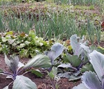 Teelttuin-juni-2018_medium