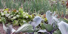 Teelttuin-juni-2018_normal