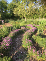 Dorpstuin_hurdegaryp_kruidentuin_medium