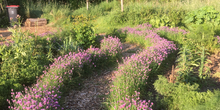 Dorpstuin_hurdegaryp_kruidentuin_normal