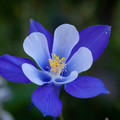 Thumb_blue-columbine-flower-1024x682