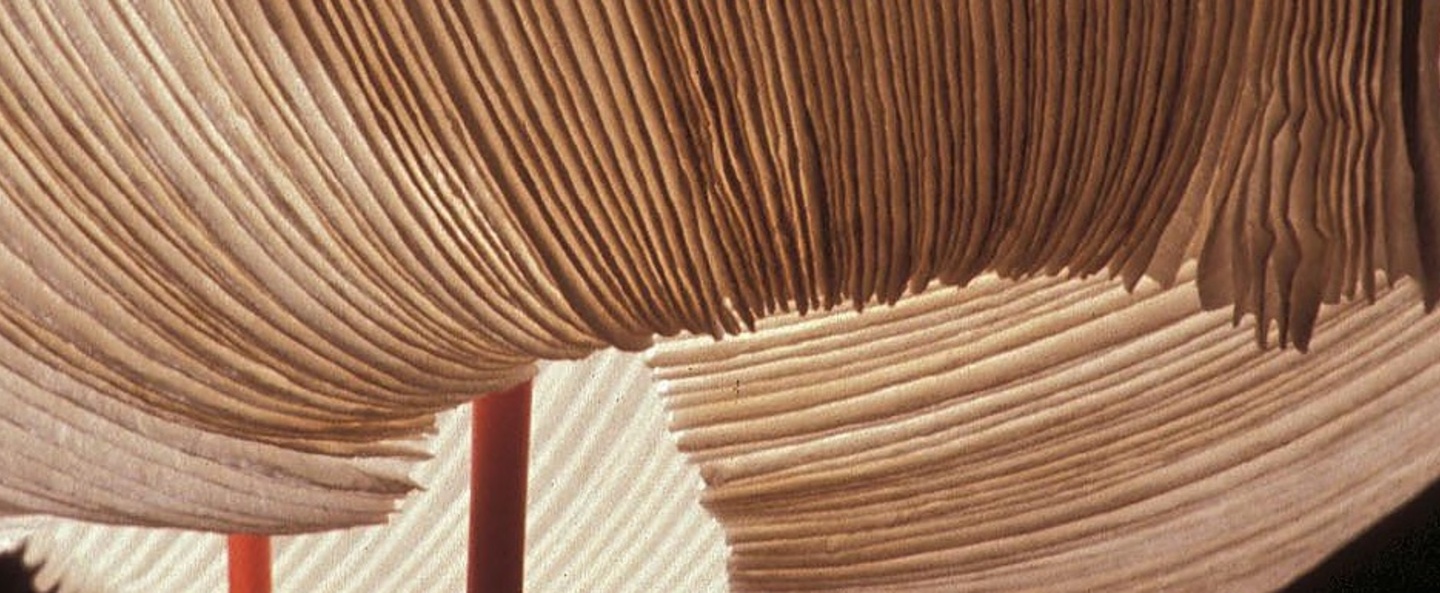 banner-image
