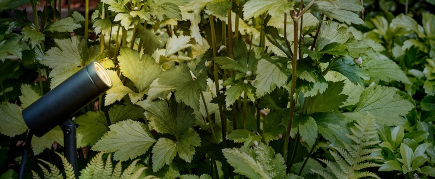 banner-image