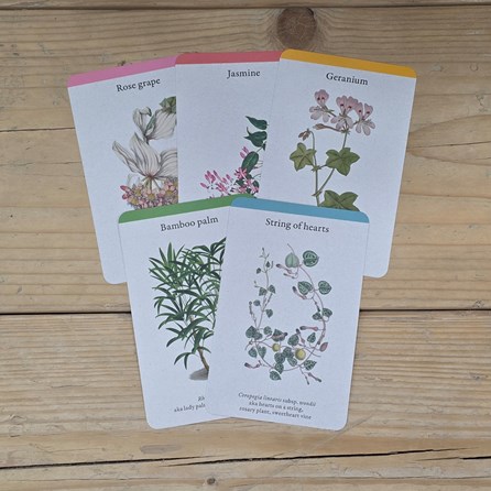 House Plants Deck of Information Cards House Plants Deck of Information Cards