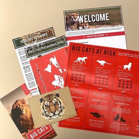 Adopt a Big Cat Gift Tin Adopt a Big Cat Gift Tin