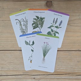 Herb Plants Deck of Information Cards