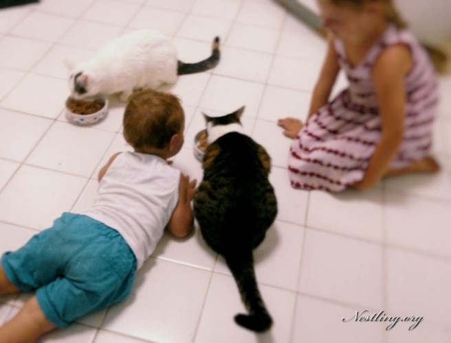 Katzen