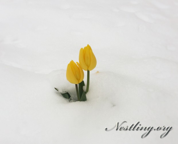 winter-new-york