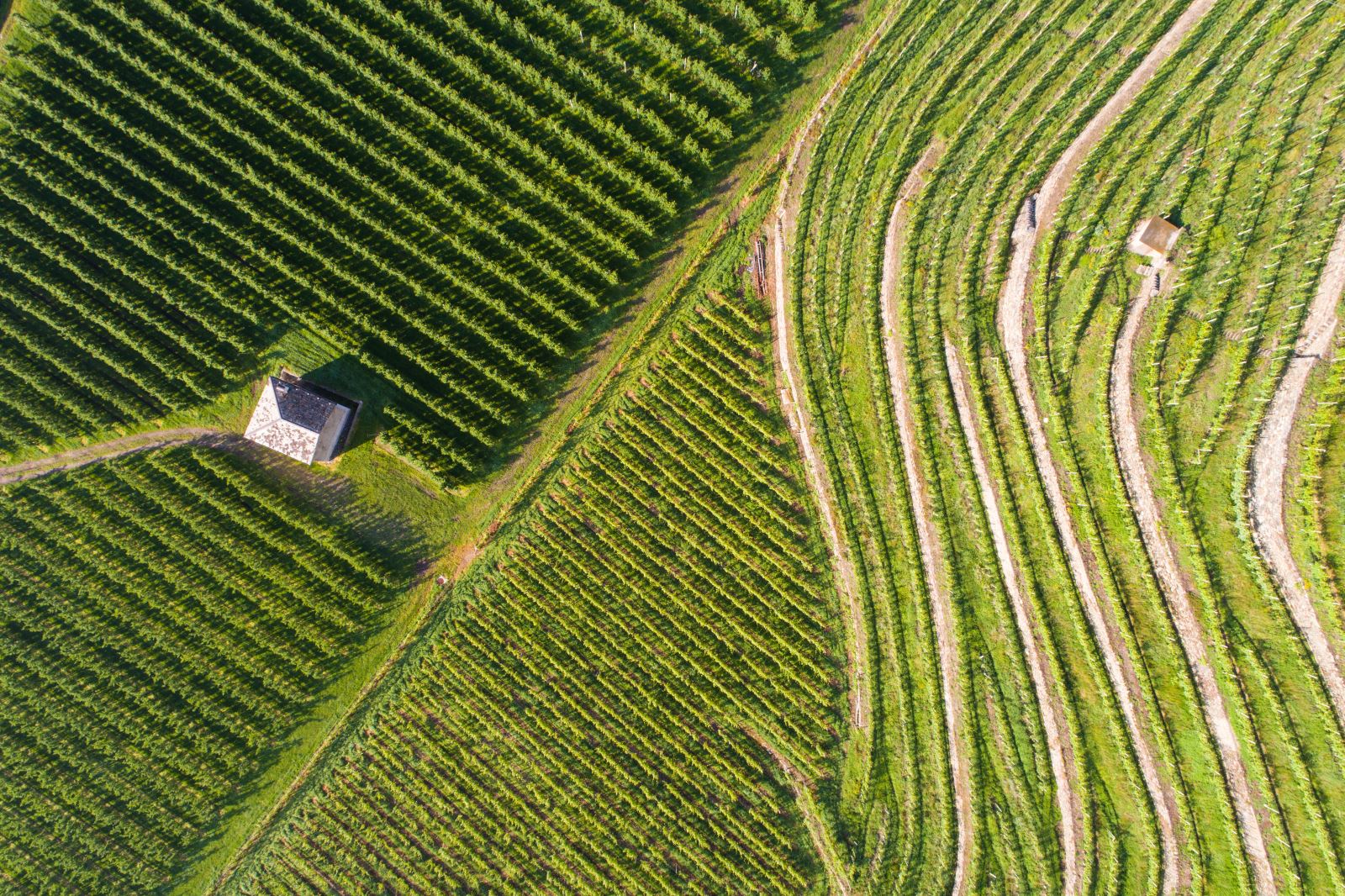 Nexia Business Survey – Wine and Viticulture Sector