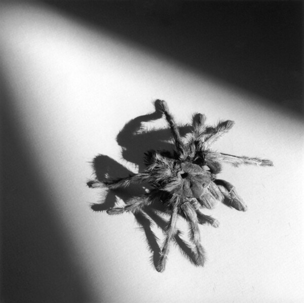 Tarantula by Robert Mapplethorpe | National Galleries of Scotland