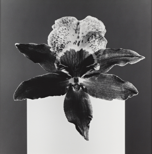 Orchid by Robert Mapplethorpe | National Galleries of Scotland