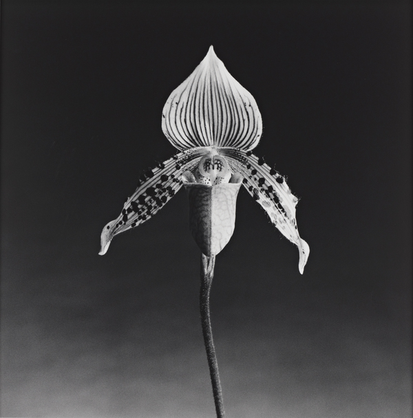 Orchid by Robert Mapplethorpe | National Galleries of Scotland