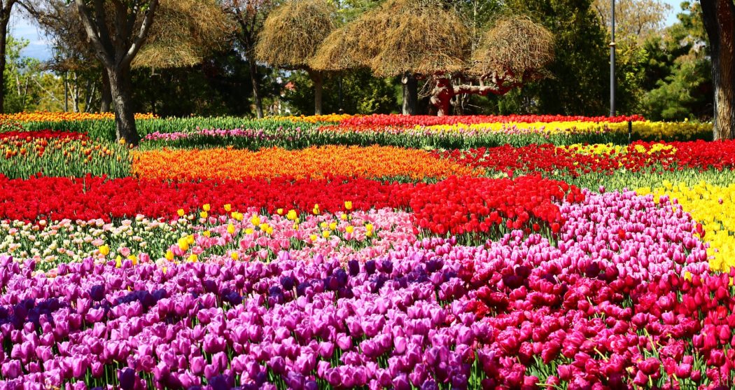 tulip-festival-2253585_1920