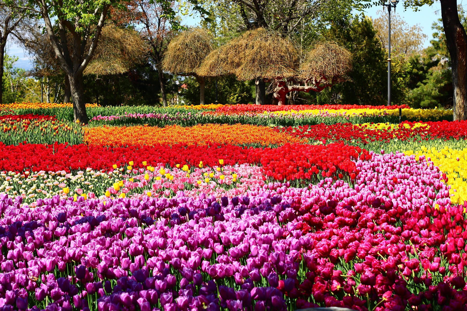 tulip-festival-2253585_1920