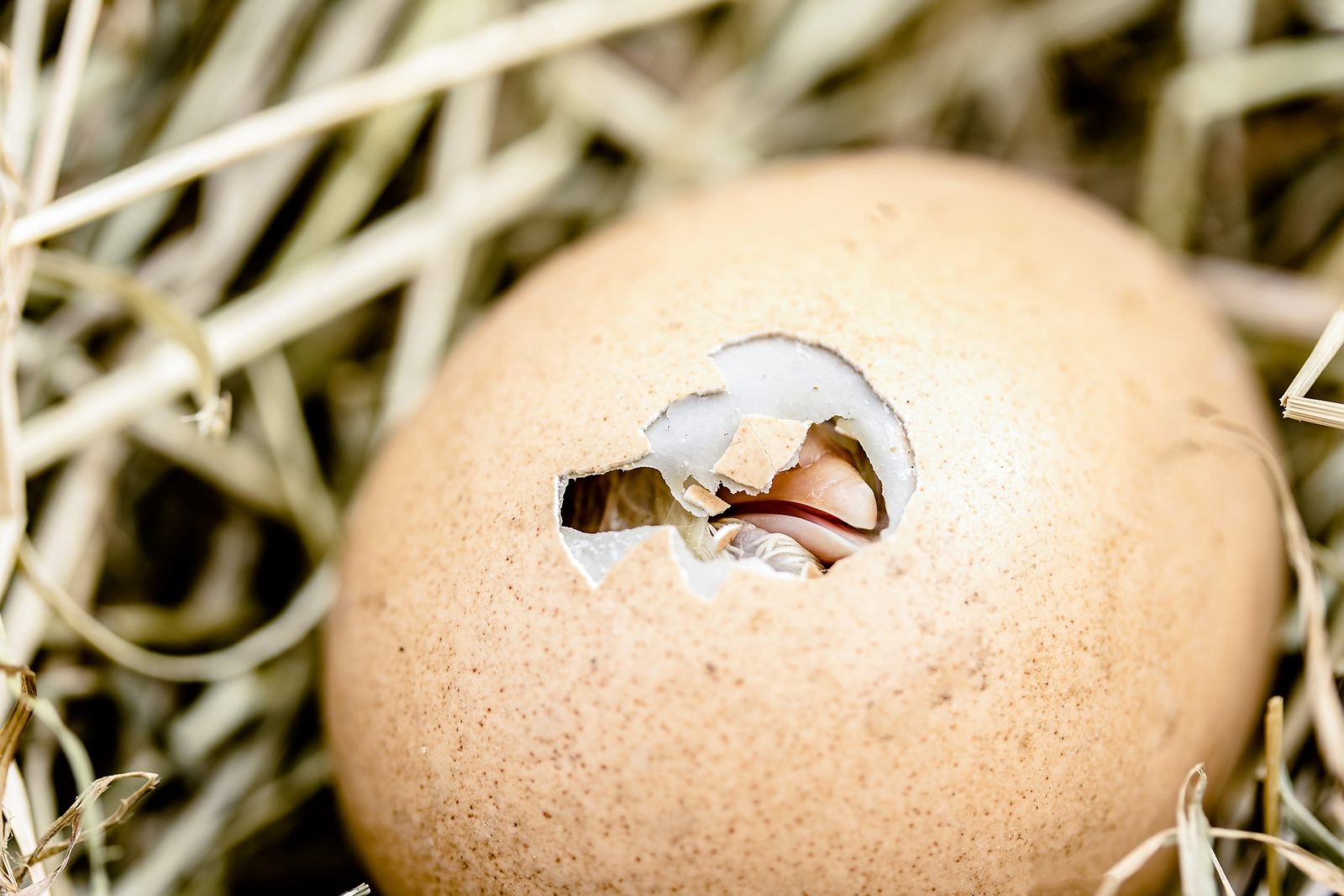 hatching-chicks-2448541_1920
