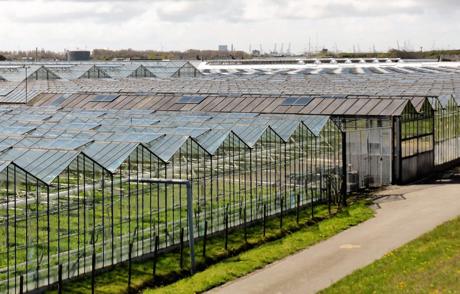 horticulture-2779709_1920