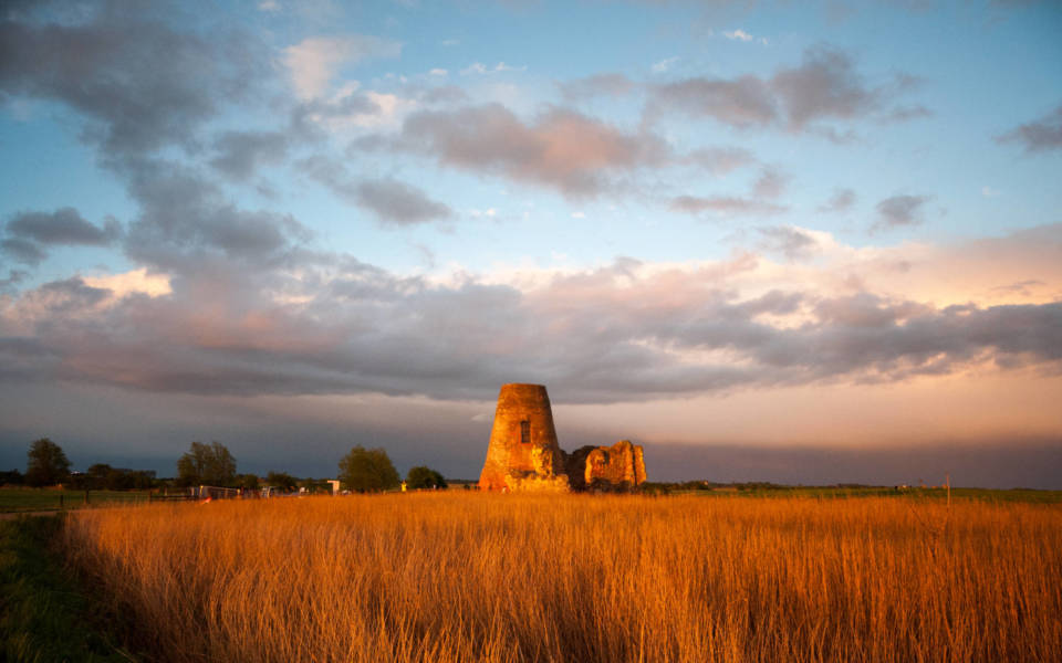 Picture of field with golden reeds & derelict windmill in the background.