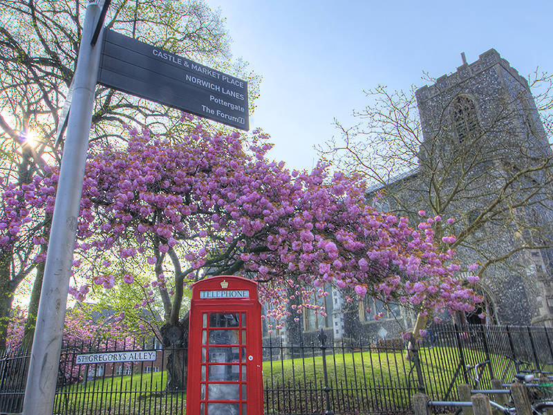 The background is filled with blue sky & a flint church. There is a pink cherry blossom tree, in full bloom. In front of the tree is a red telephone box.