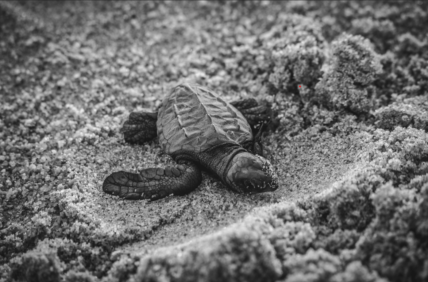 Desove de tortugas: Todo lo que necesitas saber