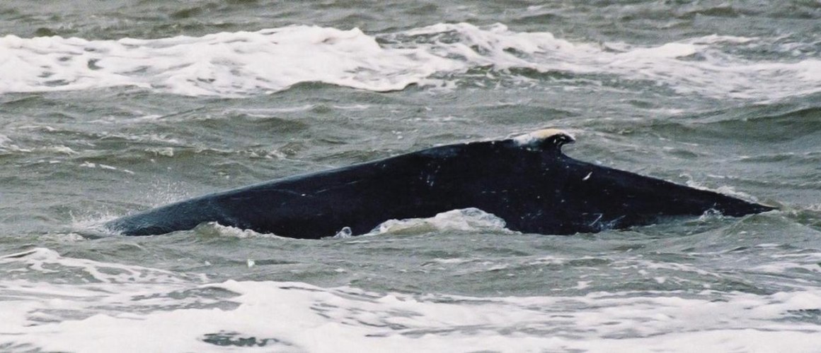 wat zijn de gevolgen van onderwatergeluid voor zeezoogdieren stichting de noordzee