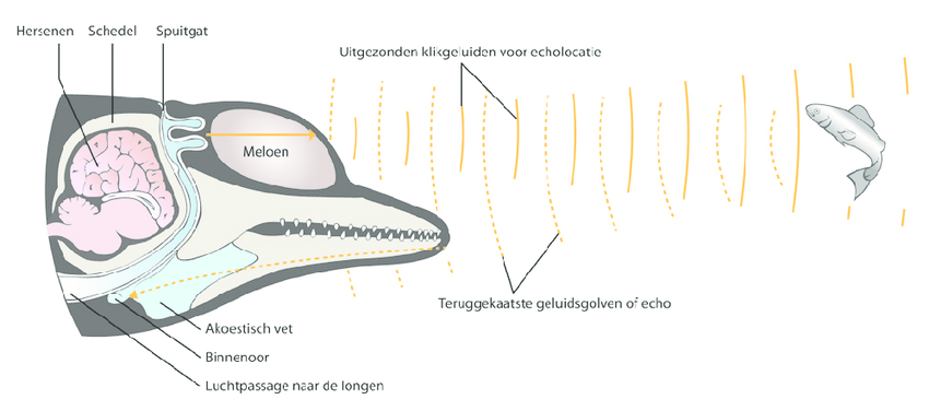 Zeezoogdieren_Fig1_Echolocatie_naar_Hickman_et_al_2011-2