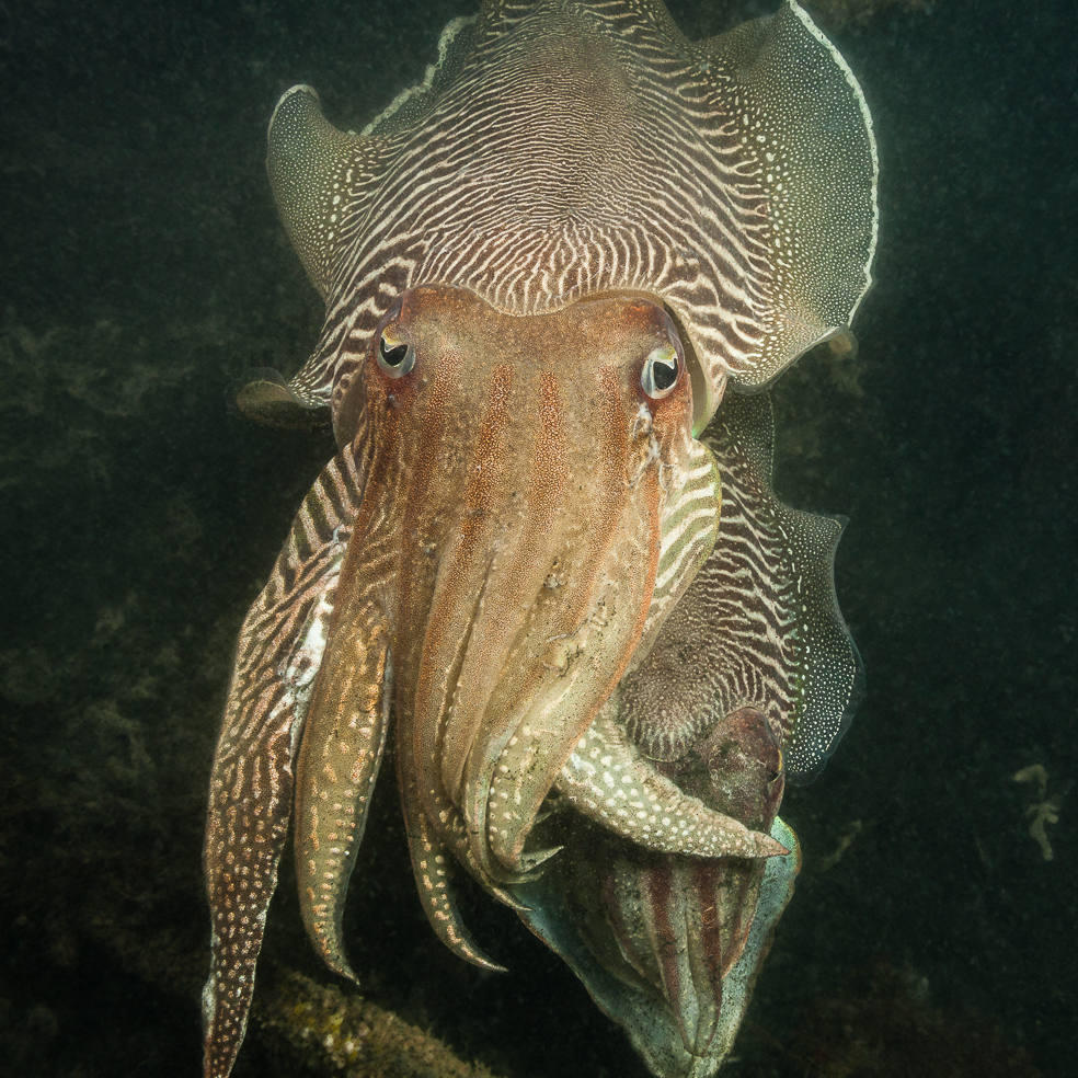 W-Sepia-officinalis-common-cuttlefish-gewone-zeekat-ZL130612048v2