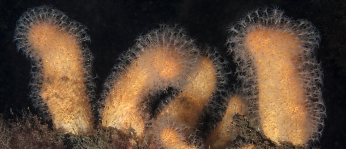 P Alcyonium digitatum – dead man’s fingers – dodemansduim SC170705312v2