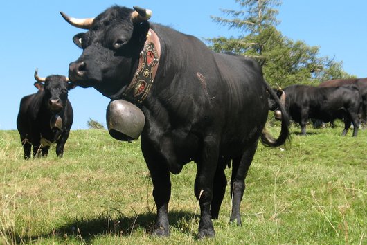 La vache d&#39;Hérens - notreHistoire.ch