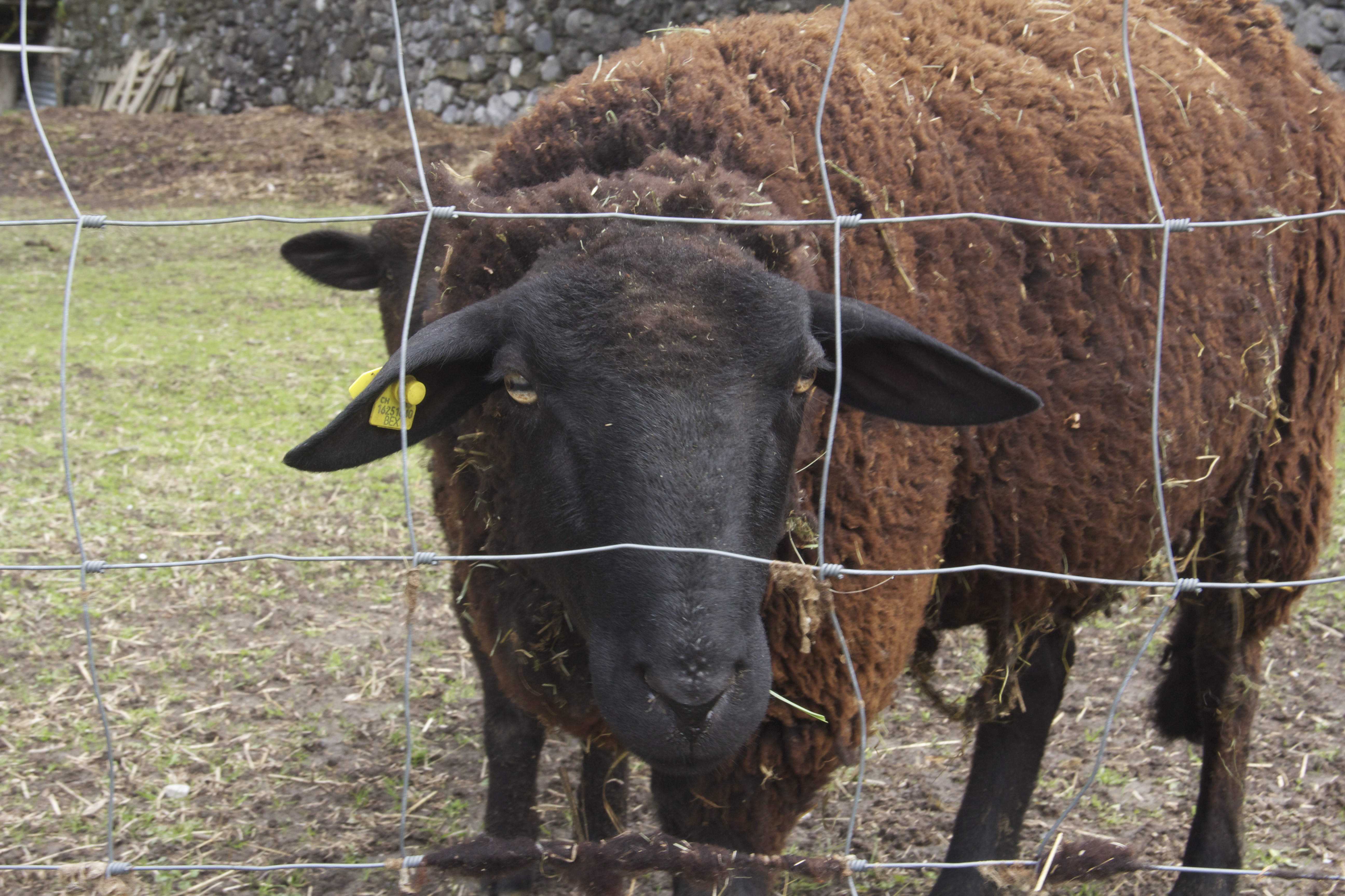 Ou Est Le Mouton Noir Brain Test