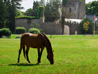 Golf at Castlemartyr, Co. Cork