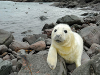 Amazing wildlife at John O' Groats, North Highlands