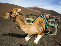 Great experiences at Playa Blanca, Lanzarote