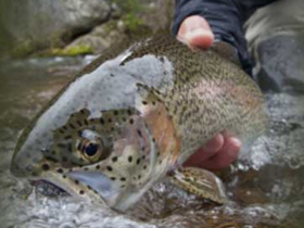 Meadow Lane, Virginia Hot Springs - open for fall fly fishing season